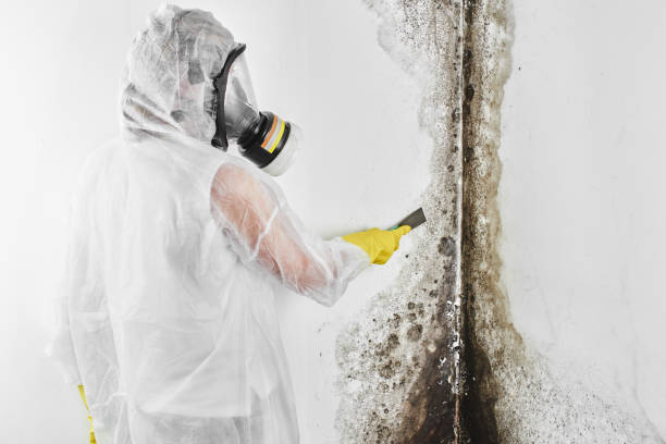 Best HVAC Mold Remediation in Myrtle Grove, FL