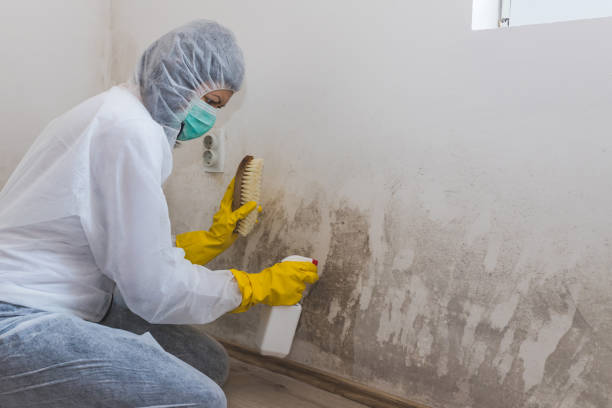 Best Insurance-Related Mold Remediation in Myrtle Grove, FL