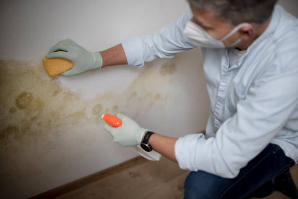 Best Post-Flood Mold Remediation in Myrtle Grove, FL