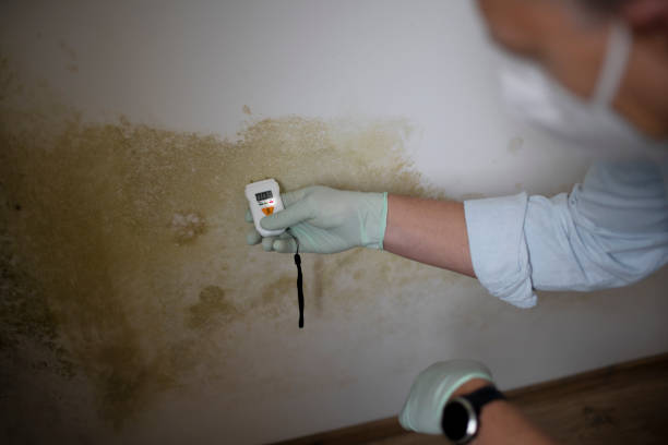 Best Bathroom Mold Remediation in Myrtle Grove, FL