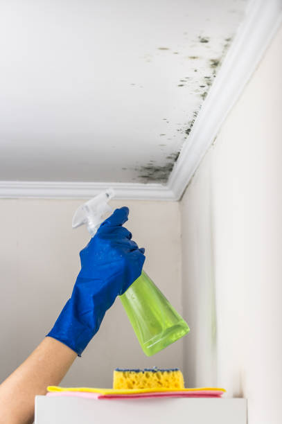Best Emergency Mold Remediation in Myrtle Grove, FL